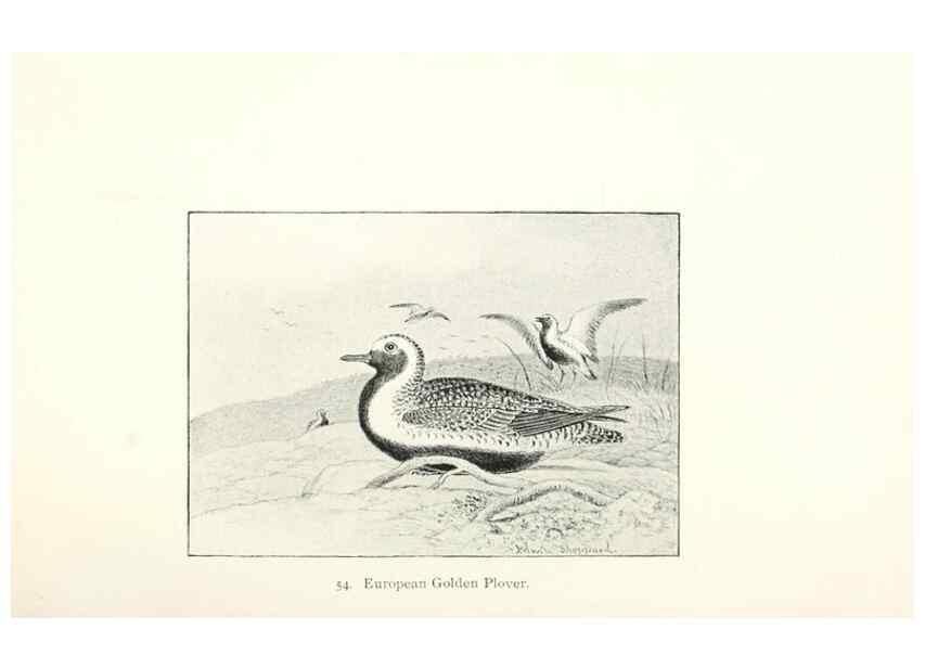 Reproducción/Reproduction 27479200138: North American shore birds;. New York :F.P. Harper,1895.. 