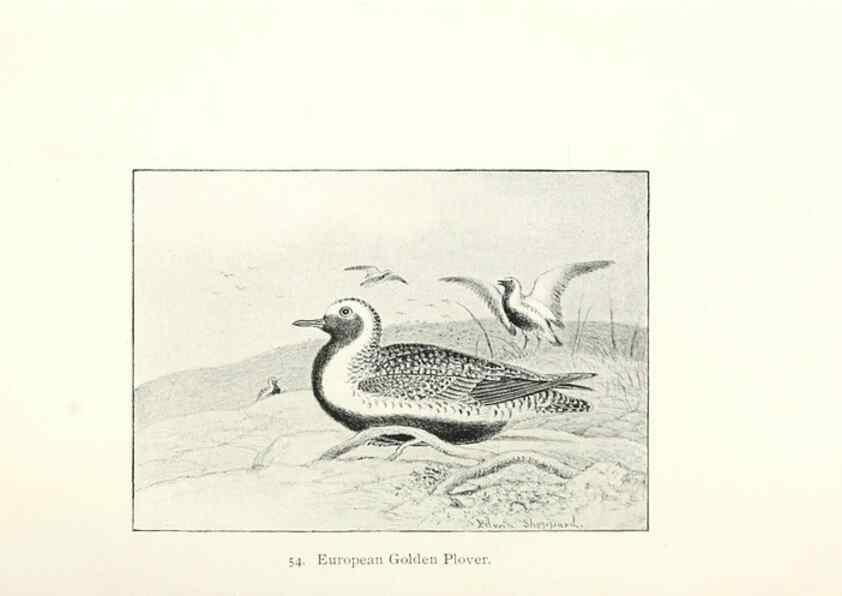Reproducción/Reproduction 27479200138: North American shore birds;. New York :F.P. Harper,1895.. 