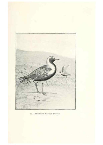 Reproducción/Reproduction 27479202678: North American shore birds;. New York :F.P. Harper,1895.. 