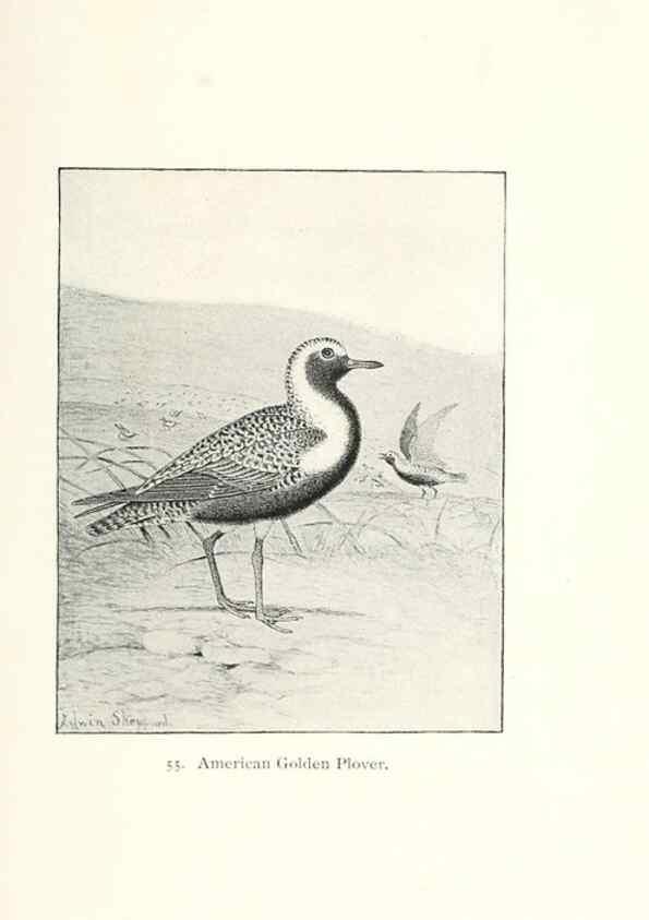 Reproducción/Reproduction 27479202678: North American shore birds;. New York :F.P. Harper,1895.. 