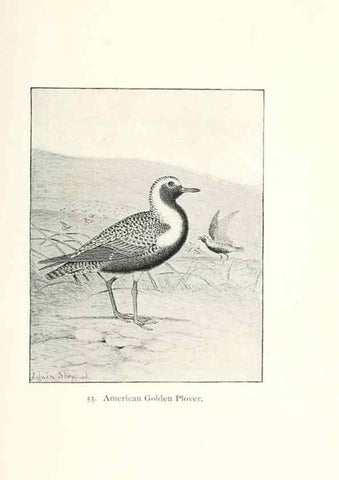 Reproducción/Reproduction 27479202678: North American shore birds;. New York :F.P. Harper,1895.. 