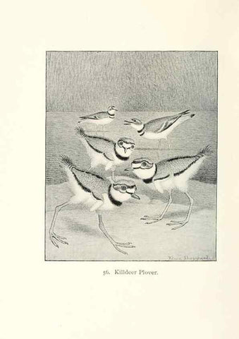 Reproducción/Reproduction 41350483141: North American shore birds;. New York :F.P. Harper,1895.. 