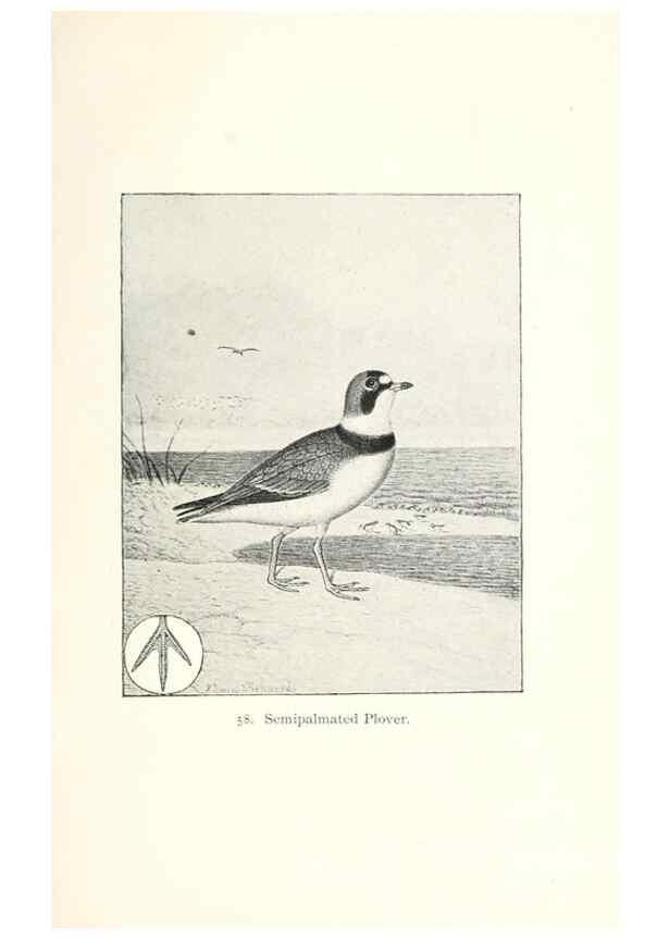Reproducción/Reproduction 41350485861: North American shore birds;. New York :F.P. Harper,1895.. 