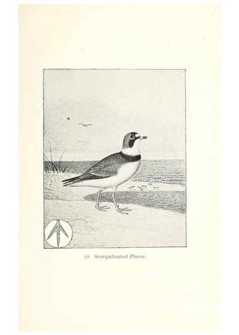 Reproducción/Reproduction 41350485861: North American shore birds;. New York :F.P. Harper,1895.. 