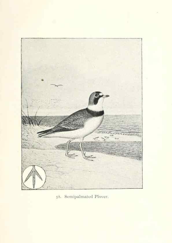 Reproducción/Reproduction 41350485861: North American shore birds;. New York :F.P. Harper,1895.. 