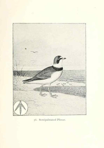 Reproducción/Reproduction 41350485861: North American shore birds;. New York :F.P. Harper,1895.. 