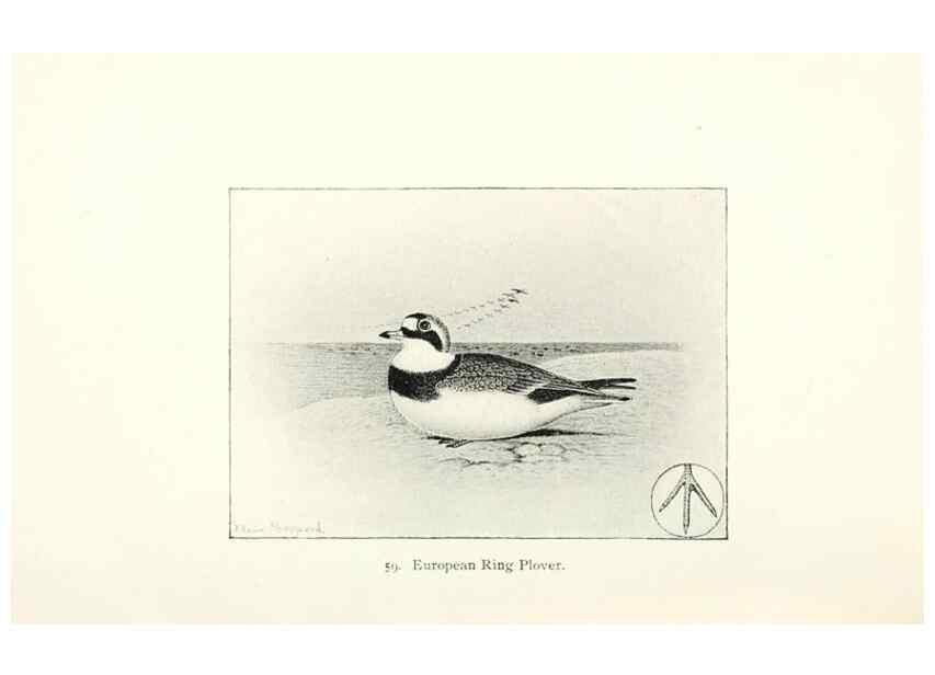 Reproducción/Reproduction 41350487601: North American shore birds;. New York :F.P. Harper,1895.. 