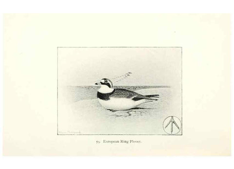 Reproducción/Reproduction 41350487601: North American shore birds;. New York :F.P. Harper,1895.. 