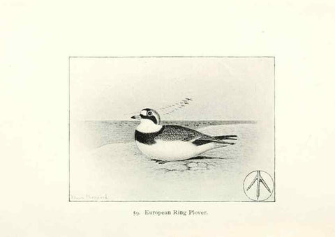 Reproducción/Reproduction 41350487601: North American shore birds;. New York :F.P. Harper,1895.. 