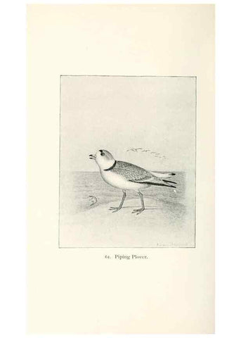 Reproducción/Reproduction 41307822332: North American shore birds;. New York :F.P. Harper,1895.. 