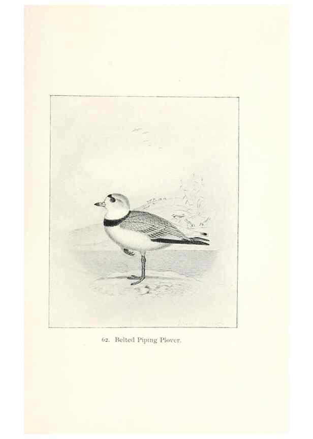 Reproducción/Reproduction 40455312245: North American shore birds;. New York :F.P. Harper,1895.. 