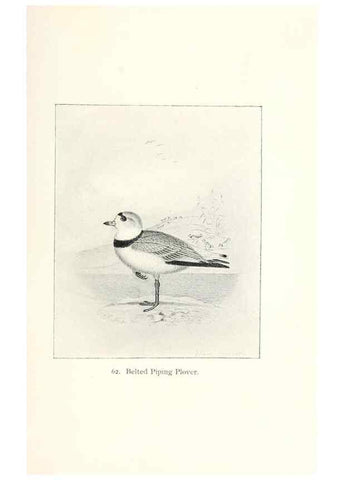 Reproducción/Reproduction 40455312245: North American shore birds;. New York :F.P. Harper,1895.. 
