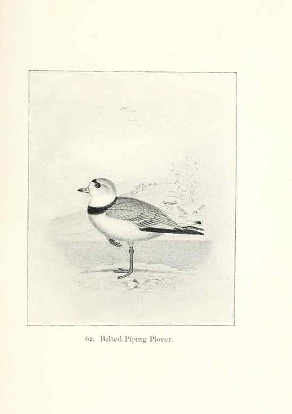 Reproducción/Reproduction 40455312245: North American shore birds;. New York :F.P. Harper,1895.. 