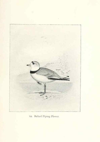 Reproducción/Reproduction 40455312245: North American shore birds;. New York :F.P. Harper,1895.. 