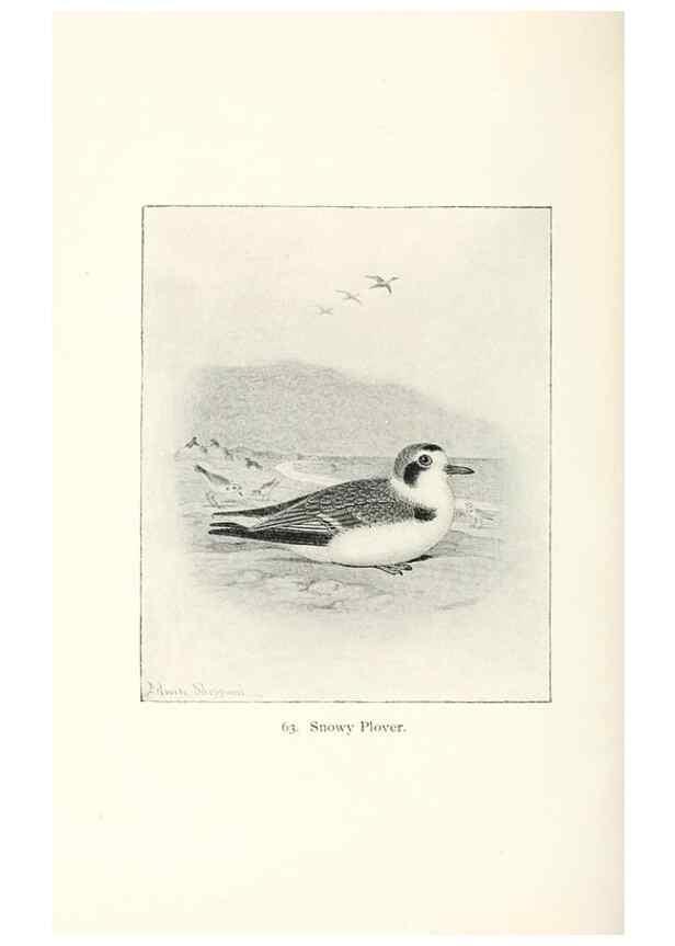 Reproducción/Reproduction 41350496381: North American shore birds;. New York :F.P. Harper,1895.. 