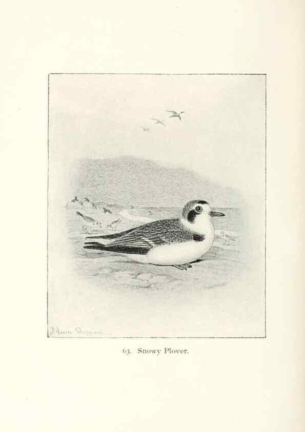Reproducción/Reproduction 41350496381: North American shore birds;. New York :F.P. Harper,1895.. 