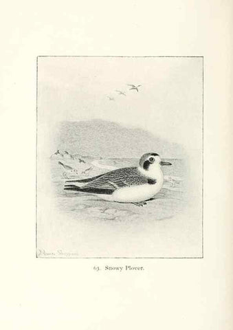Reproducción/Reproduction 41350496381: North American shore birds;. New York :F.P. Harper,1895.. 