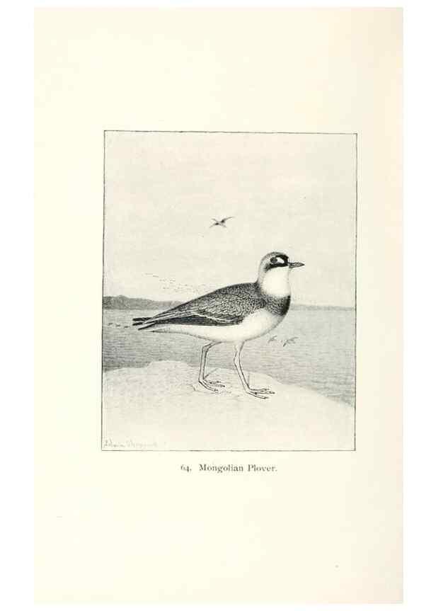 Reproducción/Reproduction 40637072744: North American shore birds;. New York :F.P. Harper,1895.. 