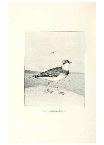 Reproducción/Reproduction 40637072744: North American shore birds;. New York :F.P. Harper,1895.. 