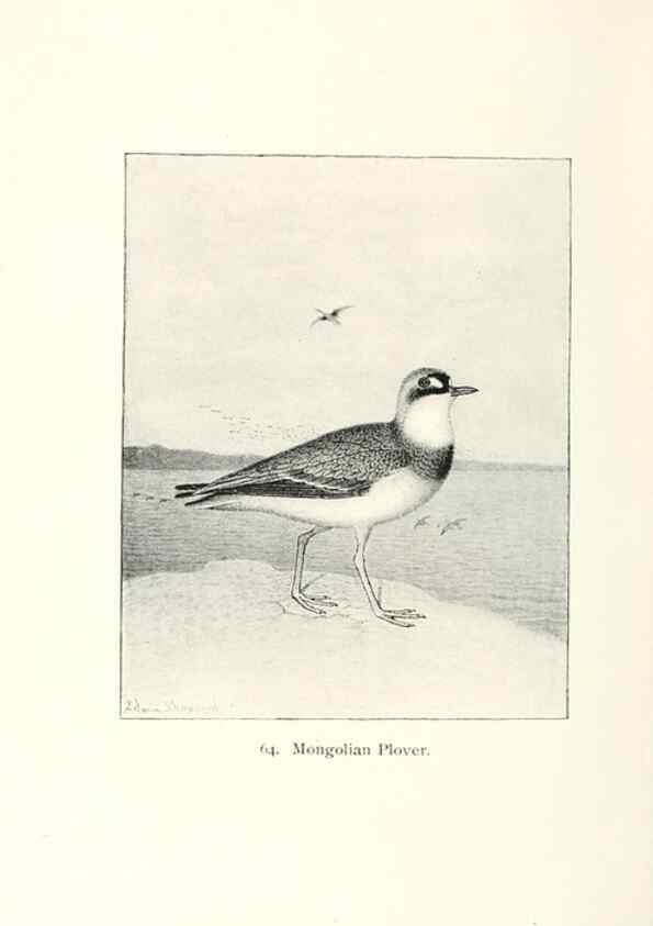 Reproducción/Reproduction 40637072744: North American shore birds;. New York :F.P. Harper,1895.. 