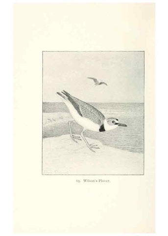 Reproducción/Reproduction 40455320145: North American shore birds;. New York :F.P. Harper,1895.. 