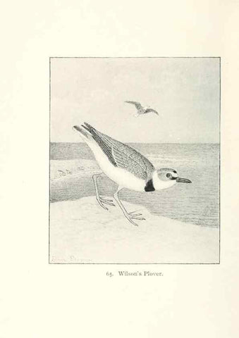 Reproducción/Reproduction 40455320145: North American shore birds;. New York :F.P. Harper,1895.. 