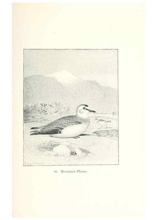 Reproducción/Reproduction 40455322825: North American shore birds;. New York :F.P. Harper,1895.. 