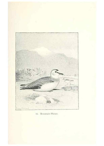 Reproducción/Reproduction 40455322825: North American shore birds;. New York :F.P. Harper,1895.. 
