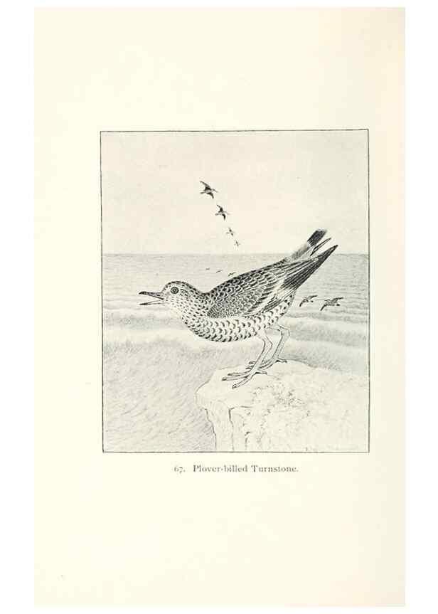 Reproducción/Reproduction 40455325095: North American shore birds;. New York :F.P. Harper,1895.. 