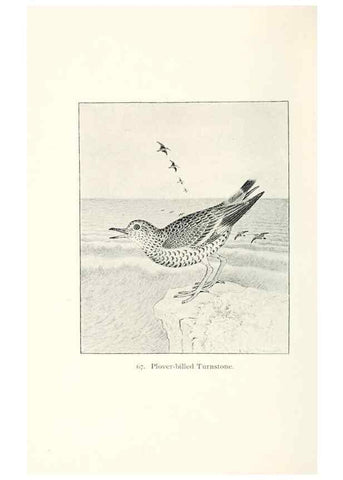 Reproducción/Reproduction 40455325095: North American shore birds;. New York :F.P. Harper,1895.. 