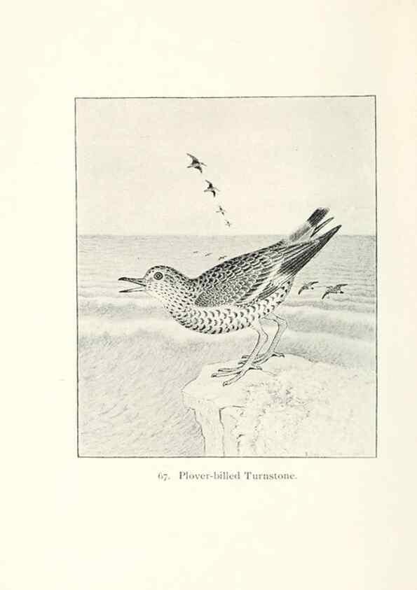 Reproducción/Reproduction 40455325095: North American shore birds;. New York :F.P. Harper,1895.. 