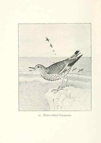 Reproducción/Reproduction 40455325095: North American shore birds;. New York :F.P. Harper,1895.. 