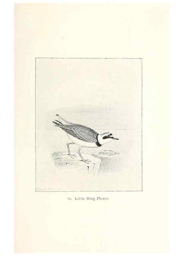 Reproducción/Reproduction 26479591777: North American shore birds;. New York :F.P. Harper,1895.. 
