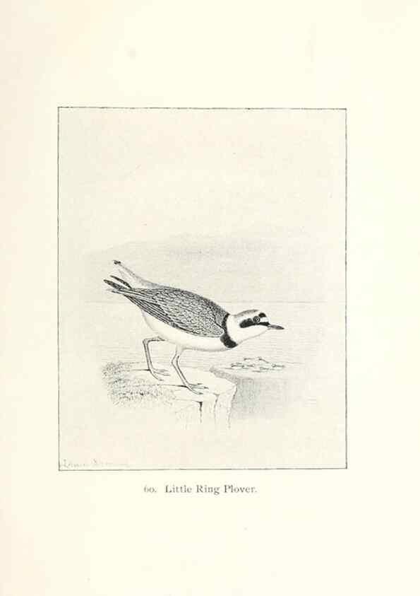 Reproducción/Reproduction 26479591777: North American shore birds;. New York :F.P. Harper,1895.. 