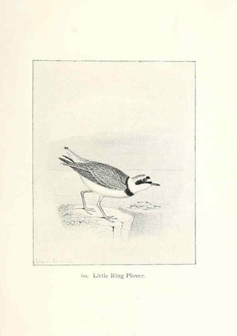 Reproducción/Reproduction 26479591777: North American shore birds;. New York :F.P. Harper,1895.. 