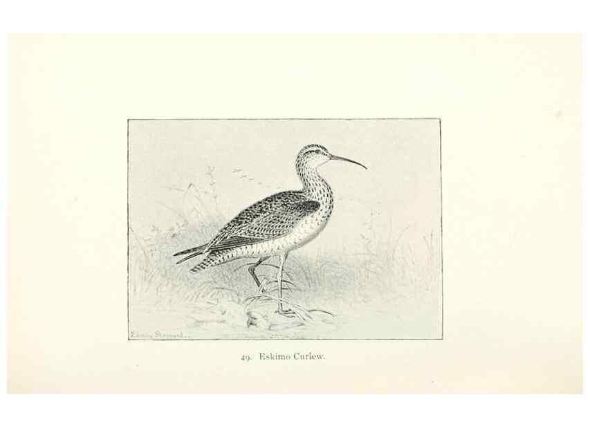 Reproducción/Reproduction 27479190908: North American shore birds;. New York :F.P. Harper,1895.. 