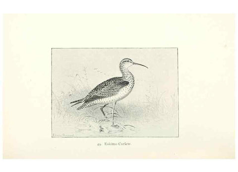 Reproducción/Reproduction 27479190908: North American shore birds;. New York :F.P. Harper,1895.. 