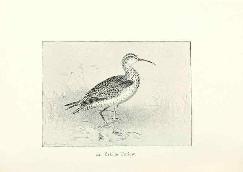 Reproducción/Reproduction 27479190908: North American shore birds;. New York :F.P. Harper,1895.. 