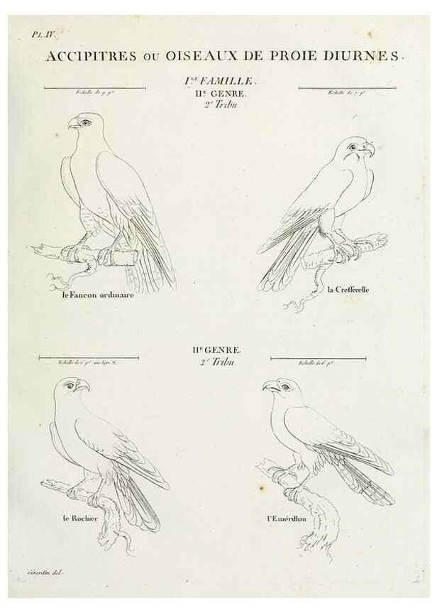Reproducción/Reproduction 40872705134: Tableau élémentaire d'ornithologie, ou, Histoire naturelle des oiseaux que l'on rencontre communément en France :. Paris :Tournelsen,1806-1822.. 