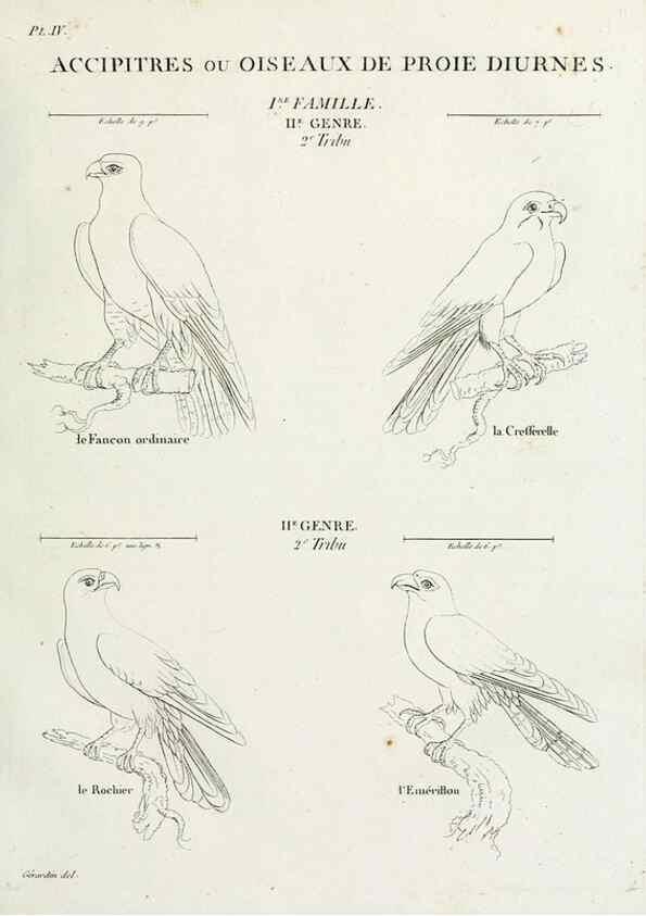 Reproducción/Reproduction 40872705134: Tableau élémentaire d'ornithologie, ou, Histoire naturelle des oiseaux que l'on rencontre communément en France :. Paris :Tournelsen,1806-1822.. 
