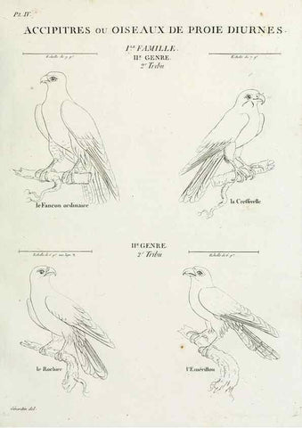 Reproducción/Reproduction 40872705134: Tableau élémentaire d'ornithologie, ou, Histoire naturelle des oiseaux que l'on rencontre communément en France :. Paris :Tournelsen,1806-1822.. 