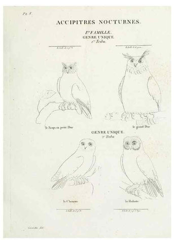 Reproducción/Reproduction 41583769981: Tableau élémentaire d'ornithologie, ou, Histoire naturelle des oiseaux que l'on rencontre communément en France :. Paris :Tournelsen,1806-1822.. 