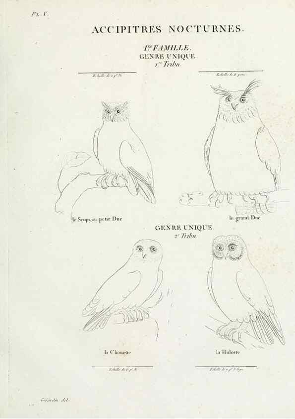 Reproducción/Reproduction 41583769981: Tableau élémentaire d'ornithologie, ou, Histoire naturelle des oiseaux que l'on rencontre communément en France :. Paris :Tournelsen,1806-1822.. 