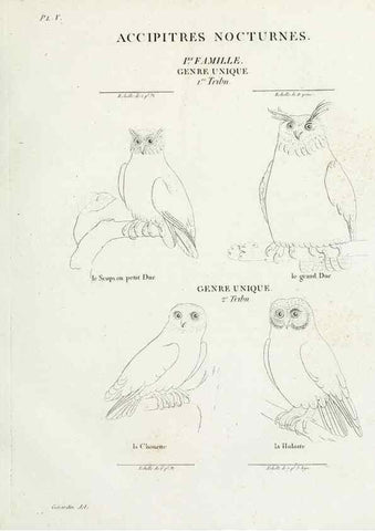Reproducción/Reproduction 41583769981: Tableau élémentaire d'ornithologie, ou, Histoire naturelle des oiseaux que l'on rencontre communément en France :. Paris :Tournelsen,1806-1822.. 