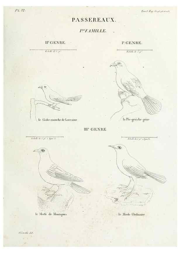 Reproducción/Reproduction 41542864792: Tableau élémentaire d'ornithologie, ou, Histoire naturelle des oiseaux que l'on rencontre communément en France :. Paris :Tournelsen,1806-1822.. 