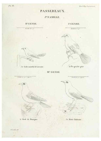 Reproducción/Reproduction 41542864792: Tableau élémentaire d'ornithologie, ou, Histoire naturelle des oiseaux que l'on rencontre communément en France :. Paris :Tournelsen,1806-1822.. 
