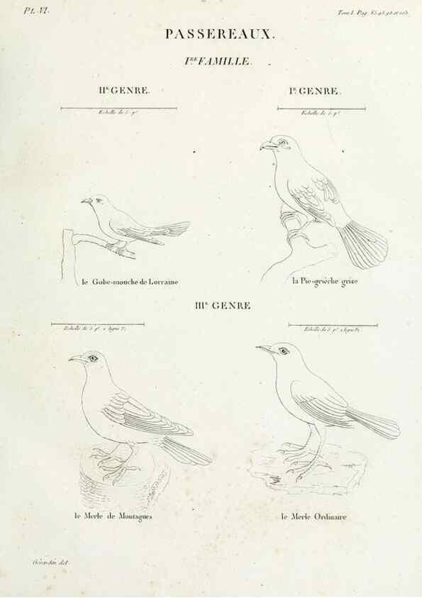 Reproducción/Reproduction 41542864792: Tableau élémentaire d'ornithologie, ou, Histoire naturelle des oiseaux que l'on rencontre communément en France :. Paris :Tournelsen,1806-1822.. 