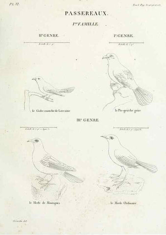 Reproducción/Reproduction 41542864792: Tableau élémentaire d'ornithologie, ou, Histoire naturelle des oiseaux que l'on rencontre communément en France :. Paris :Tournelsen,1806-1822.. 