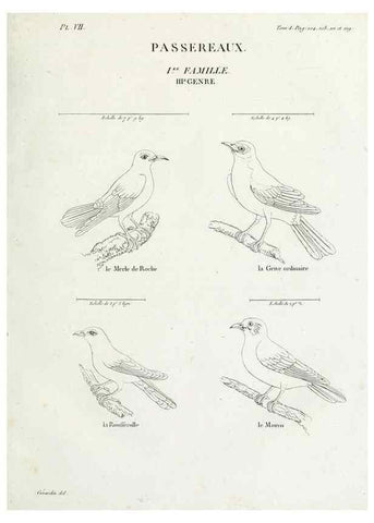 Reproducción/Reproduction 41542867362: Tableau élémentaire d'ornithologie, ou, Histoire naturelle des oiseaux que l'on rencontre communément en France :. Paris :Tournelsen,1806-1822.. 