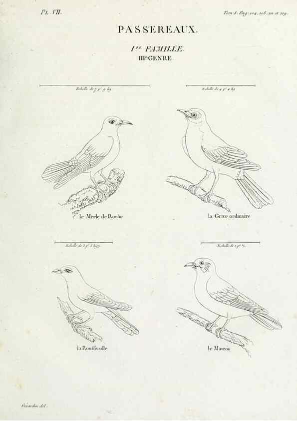 Reproducción/Reproduction 41542867362: Tableau élémentaire d'ornithologie, ou, Histoire naturelle des oiseaux que l'on rencontre communément en France :. Paris :Tournelsen,1806-1822.. 